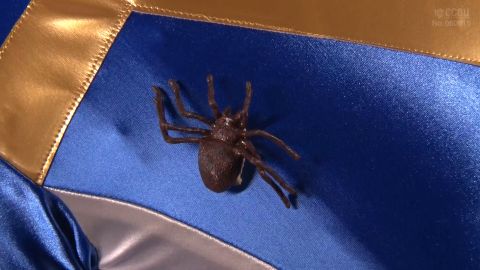 SPSD-64 Heroine Physical Examination Trap: Mystic Rangers Mystic Blue