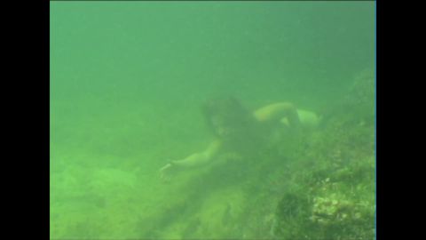 The Mermaids – Aleesha